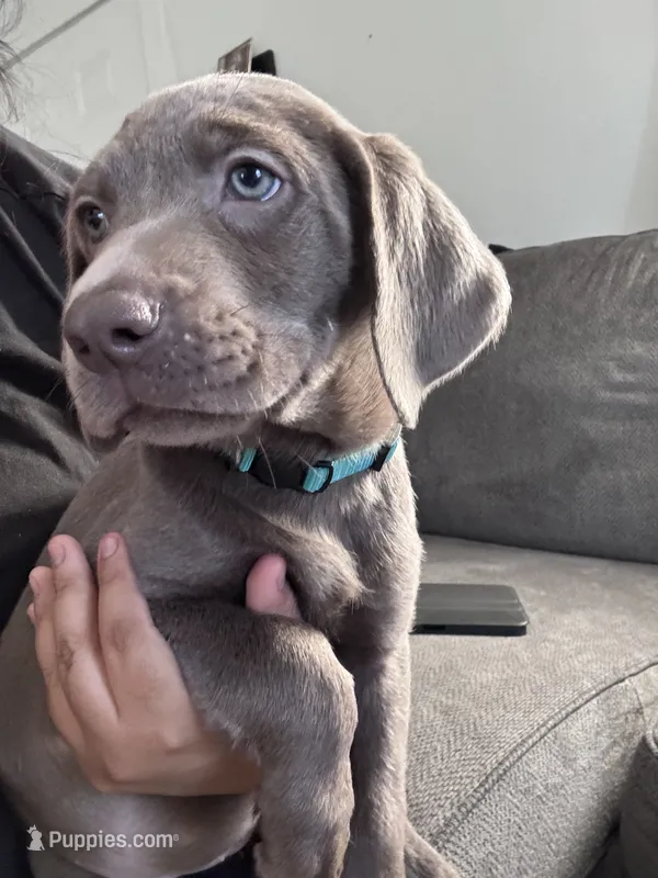 Teal Collar – Labrador Retriever puppy for sale in Delano, CA