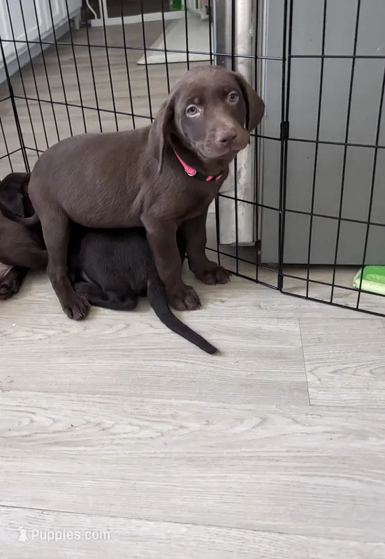Pink Collar – Labrador Retriever puppy for sale in Delano, CA