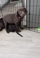 Pink Collar, a female Labrador Retriever for sale in Delano, CA – 1 of 1