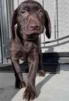 Tiffany Blue, a female Labrador Retriever for sale in Delano, CA – 1 of 1
