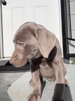 Pink, a female Labrador Retriever for sale in Delano, CA – 2 of 2