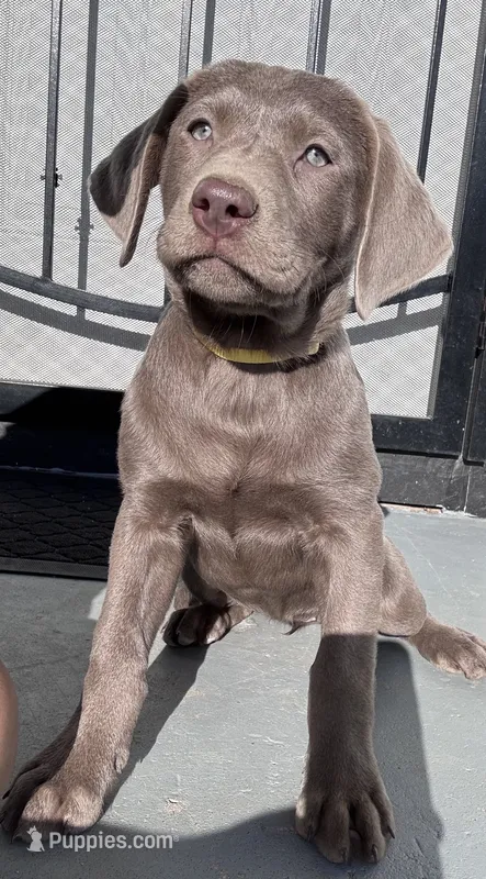 Yellow – Labrador Retriever puppy for sale in Delano, CA
