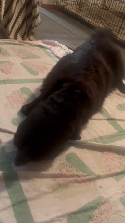 new price #1pup new video 07/02/2026, a male Chow Chow for sale in Huntingdon, PA – 8 of 9