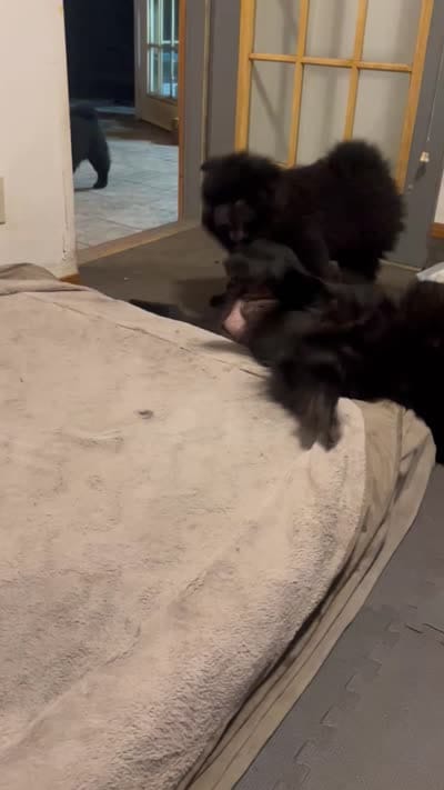 #4 need to be verified to buy my PUPS   08/03/2026 new video too, a male Chow Chow for sale in Huntingdon, PA – 7 of 7