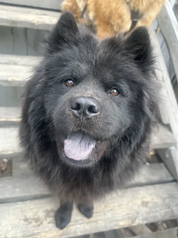 Number five CKC Registered – Chow Chow puppy for sale in Huntingdon, PA