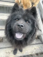 Number five  new video central Pa, a male Chow Chow for sale in Huntingdon, PA – 1 of 9