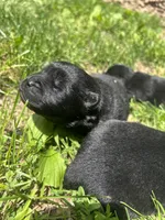 Number one  CKC Registered, a male Chow Chow for sale in Huntingdon, PA – 5 of 10