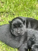 Number two  new video central Pa, a female Chow Chow for sale in Huntingdon, PA – 2 of 10