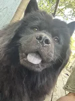 #4 ready for his new home  07/21/2026 new video too, a male Chow Chow for sale in Huntingdon, PA – 5 of 7