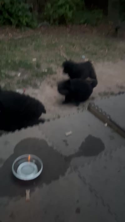 #2 ready for her new home 07/26/2026 new video too, a female Chow Chow for sale in Huntingdon, PA – 7 of 7