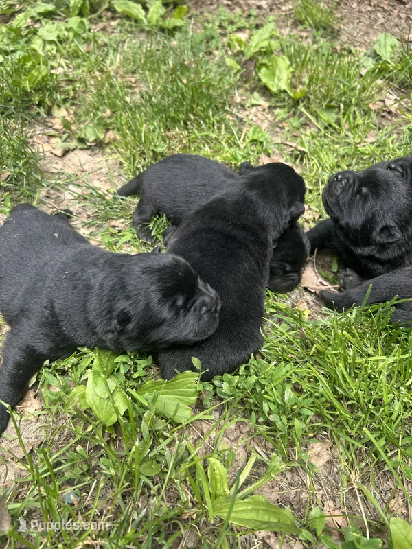 Number one  CKC Registered – Chow Chow puppy for sale in Huntingdon, PA