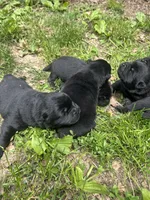 Number one  CKC Registered, a male Chow Chow for sale in Huntingdon, PA – 7 of 10