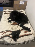 Number five CKC Registered, a male Chow Chow for sale in Huntingdon, PA – 2 of 3