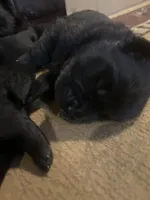 Number two  new video central Pa, a female Chow Chow for sale in Huntingdon, PA – 5 of 10