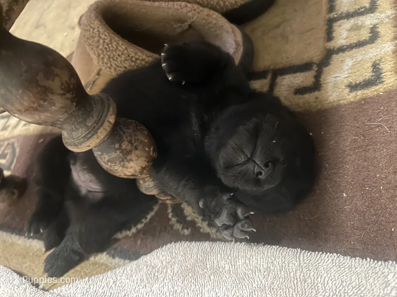 Number four – Chow Chow puppy for sale in Huntingdon, PA