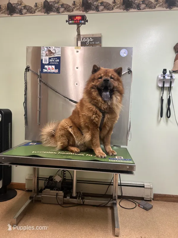 Number two  CKC Registered – Chow Chow puppy for sale in Huntingdon, PA