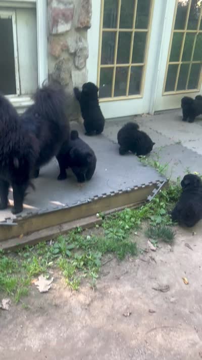 new price #1pup new video 07/02/2026, a male Chow Chow for sale in Huntingdon, PA – 9 of 9
