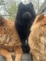 Number two  CKC Registered, a female Chow Chow for sale in Huntingdon, PA – 3 of 3