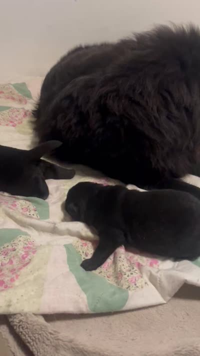 Number one  CKC Registered new video central Pa, a male Chow Chow for sale in Huntingdon, PA – 8 of 9