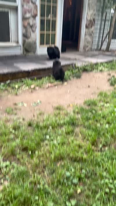 new price #1pup new video 07/05/2026, a male Chow Chow for sale in Huntingdon, PA – 7 of 7