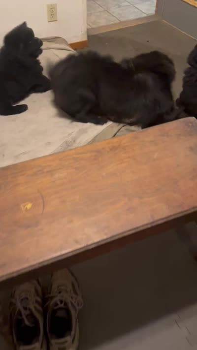 #2  need to be verified to buy my  pu08/03/2026 new video too, a female Chow Chow for sale in Huntingdon, PA – 6 of 7