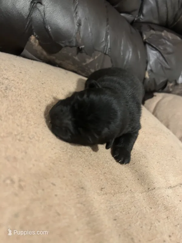 Number three  CKC Registered – Chow Chow puppy for sale in Huntingdon, PA