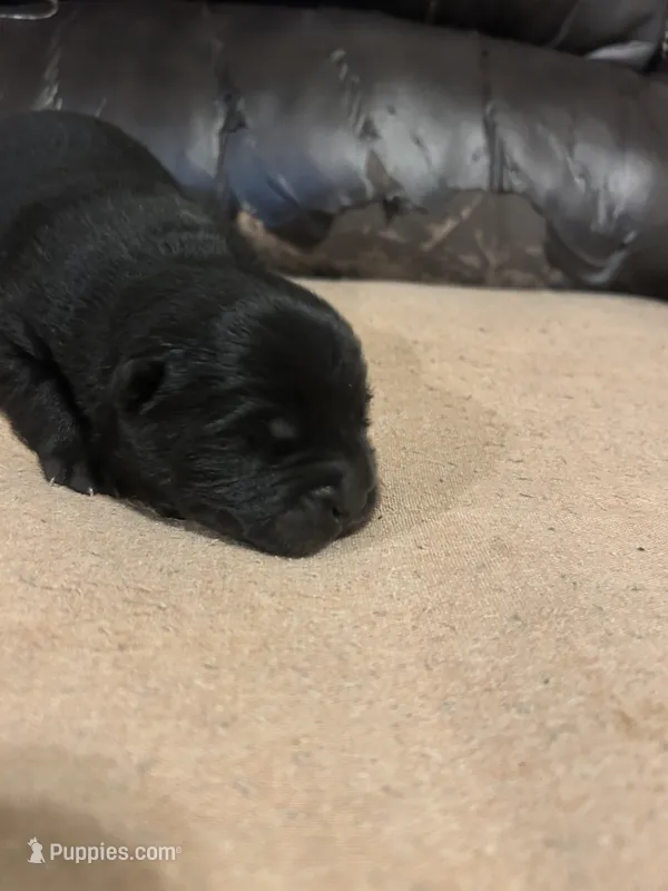 Number two  CKC Registered – Chow Chow puppy for sale in Huntingdon, PA