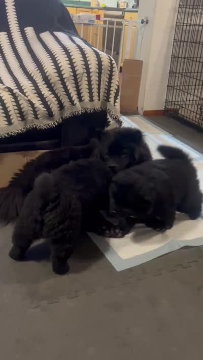 #5 new price new video 07/12/2026, a male Chow Chow for sale in Huntingdon, PA – 10 of 10