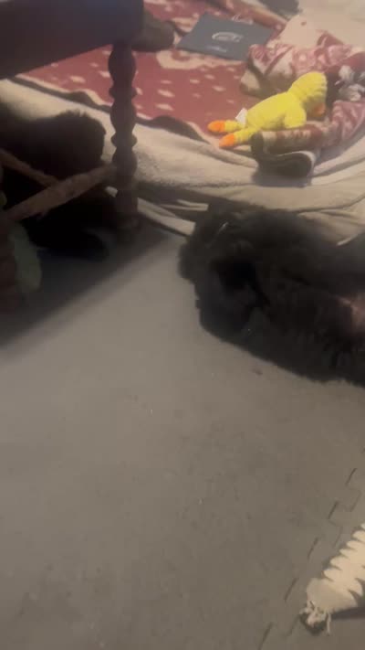 #5 new price new video 07/14/2026, a male Chow Chow for sale in Huntingdon, PA – 9 of 9