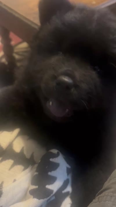 new price #4  new video  07/14/2026, a male Chow Chow for sale in Huntingdon, PA – 5 of 5