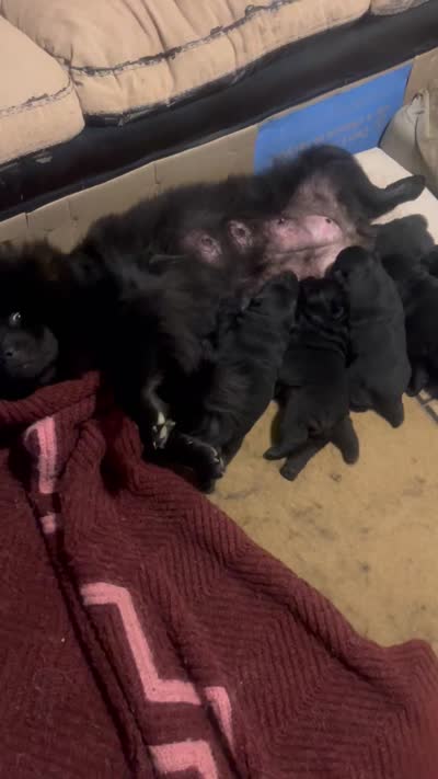 Number four new video  central Pa, a male Chow Chow for sale in Huntingdon, PA – 6 of 6