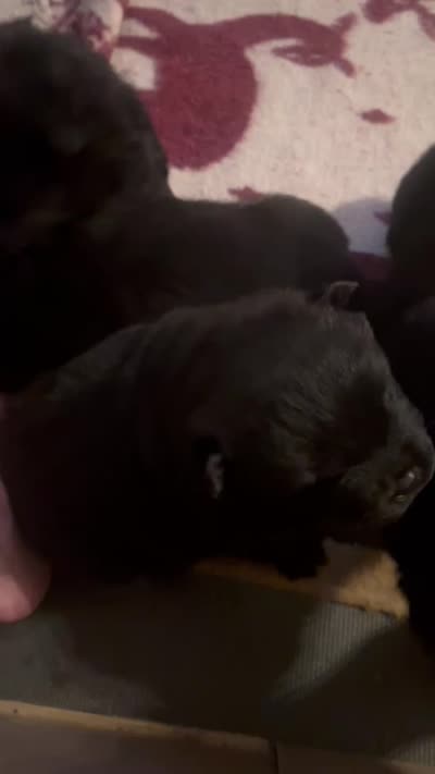 #2  07/08/2026 new video  , a female Chow Chow for sale in Huntingdon, PA – 7 of 7