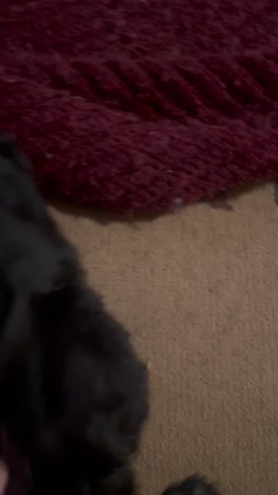 new price #4 New video, a male Chow Chow for sale in Huntingdon, PA – 5 of 5
