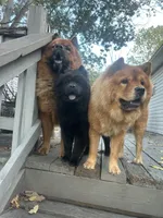 Number two  new video central Pa, a female Chow Chow for sale in Huntingdon, PA – 6 of 10