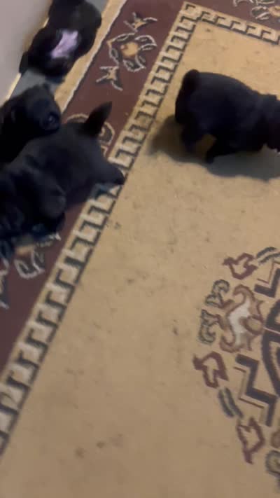 Number two  new video central Pa, a female Chow Chow for sale in Huntingdon, PA – 9 of 10