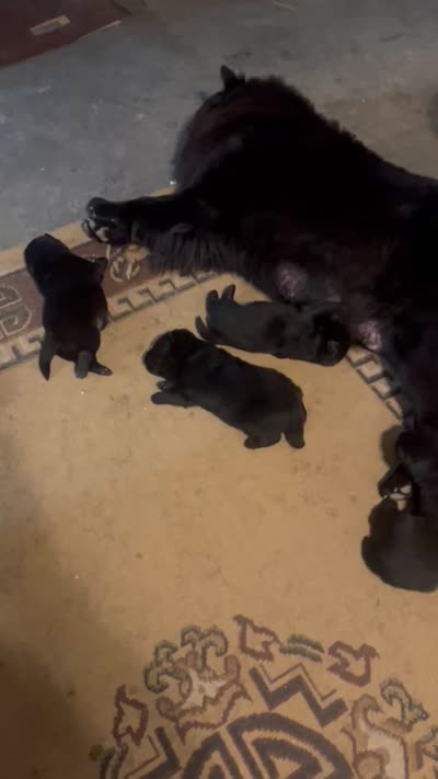 Number one  CKC Registered new video central Pa, a male Chow Chow for sale in Huntingdon, PA – 7 of 9
