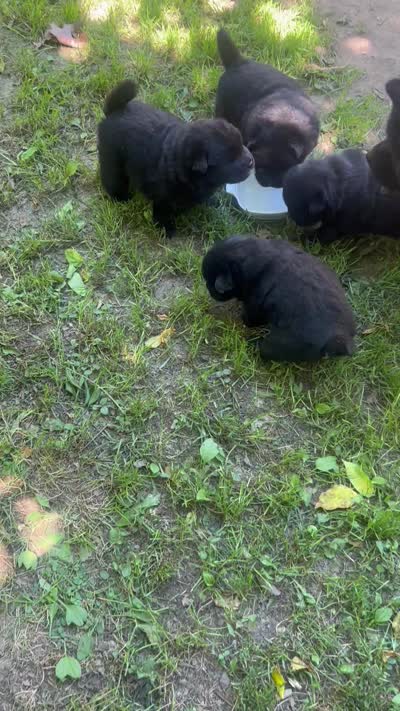 new price #4, a male Chow Chow for sale in Huntingdon, PA – 4 of 4