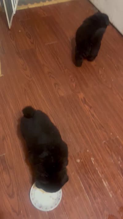 new price #4 New video 07/02/2026, a male Chow Chow for sale in Huntingdon, PA – 7 of 7