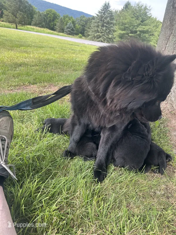 Number three  CKC Registered – Chow Chow puppy for sale in Huntingdon, PA
