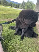 Number three  new video central Pa, a male Chow Chow for sale in Huntingdon, PA – 1 of 7