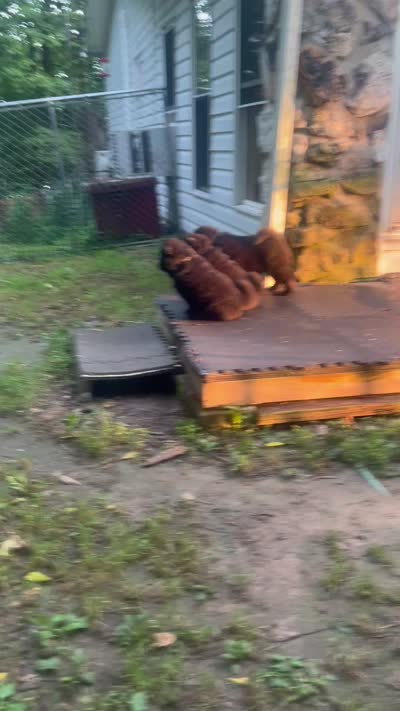 #2  07/12/2026 new video  , a female Chow Chow for sale in Huntingdon, PA – 8 of 8