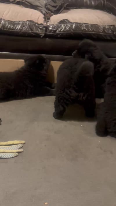 #2 ready for her new home 07/21/2026 new video too, a female Chow Chow for sale in Huntingdon, PA – 9 of 10