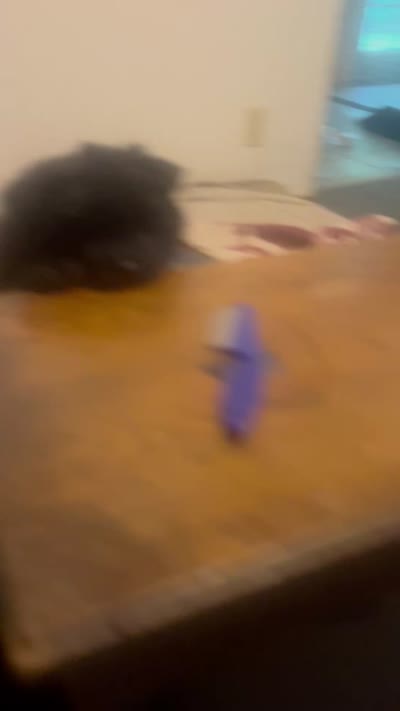 #2  07/14/2026  new video, a female Chow Chow for sale in Huntingdon, PA – 9 of 9