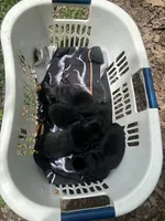 Number three  CKC Registered, a male Chow Chow for sale in Huntingdon, PA – 2 of 2
