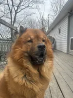 Number five  new video central Pa, a male Chow Chow for sale in Huntingdon, PA – 3 of 9