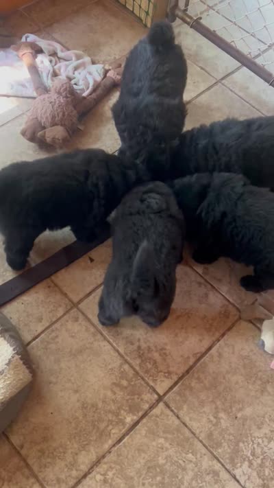 #5 new price new video 07/05/2026, a male Chow Chow for sale in Huntingdon, PA – 8 of 8