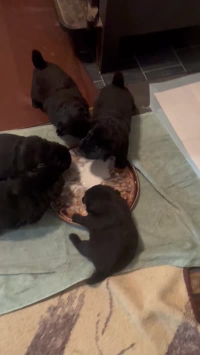 Number two  new video central Pa, a female Chow Chow for sale in Huntingdon, PA – 10 of 10