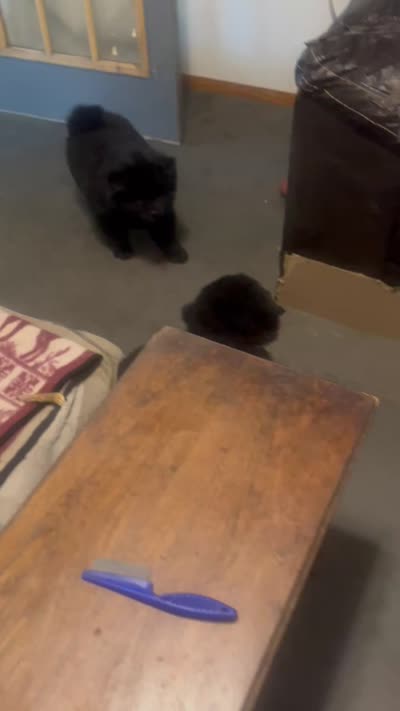 #4 ready for his new home  07/21/2026 new video too, a male Chow Chow for sale in Huntingdon, PA – 6 of 7