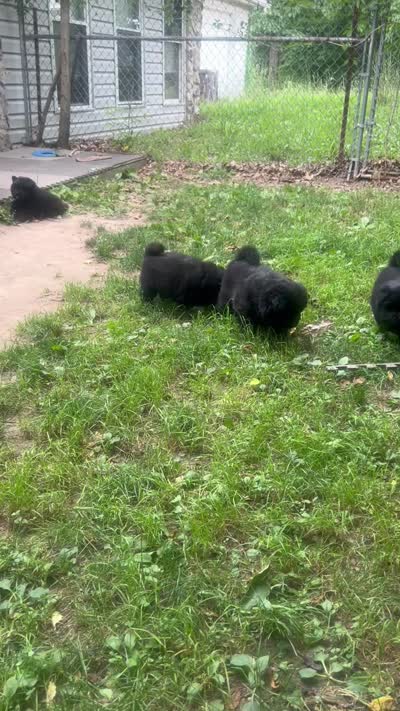 new price #4 New video 07/05/2026, a male Chow Chow for sale in Huntingdon, PA – 5 of 6