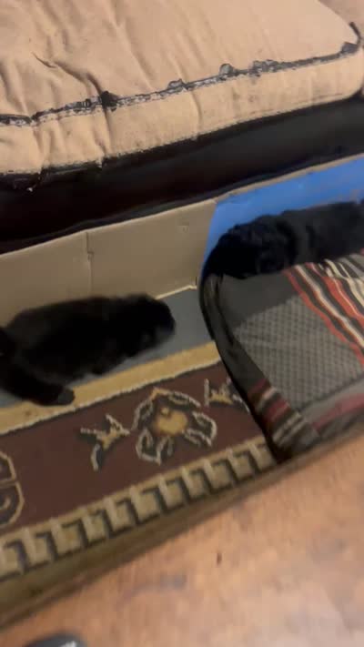 Number three  new video central Pa, a male Chow Chow for sale in Huntingdon, PA – 5 of 7